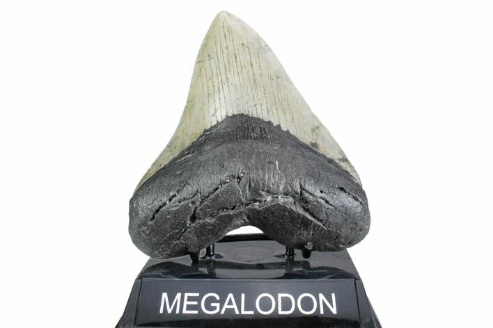 Serrated, Fossil Megalodon Tooth - North Carolina #378050